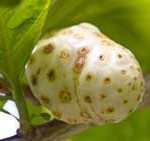 Does Noni Boost Appetite?