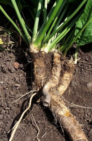 horseradish root