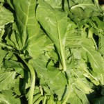 Health Benefits of Raw Baby Spinach Leaves