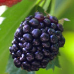4 Good Reasons You Should Consider Eating Raw Blackberries