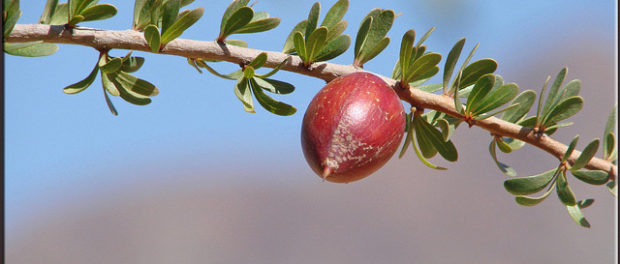 kernels of the argan tree