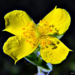 The Benefits and Side Effects of St. John’s Wort